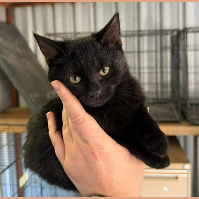 Photo of Binx