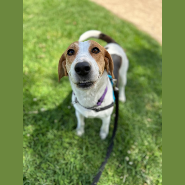 Photo of Chilli