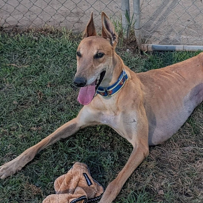 Photo of Danger Mouse The Greyhound