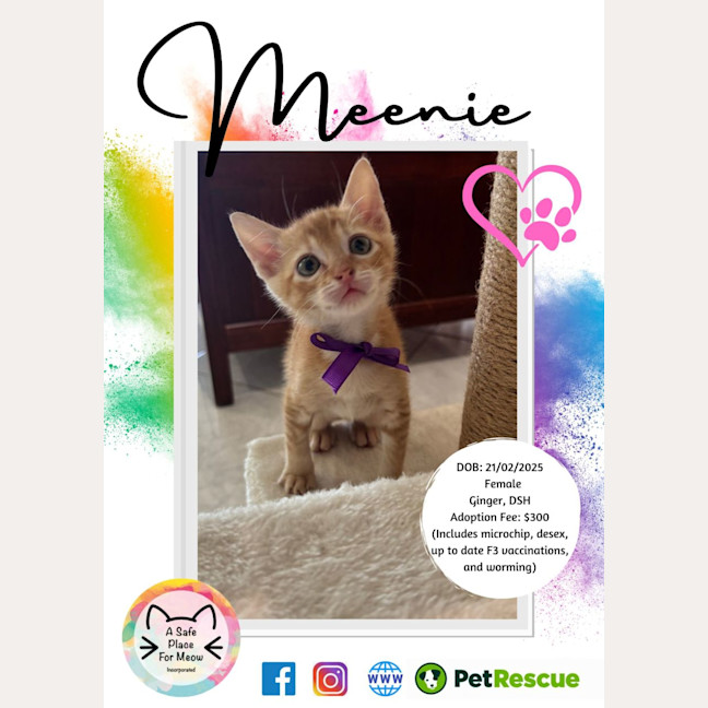 Photo of Meenie