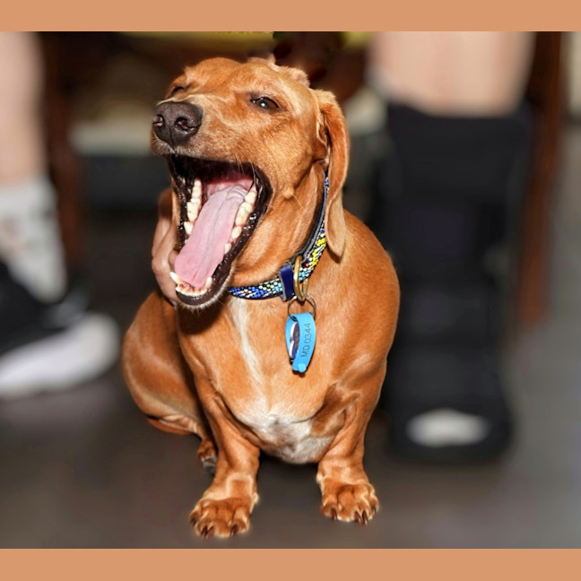 Photo of Rusty (Was Dusty)