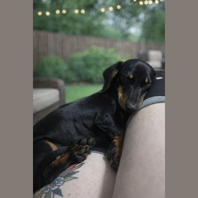 Photo of Bruno 