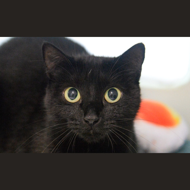 Photo of Tarus