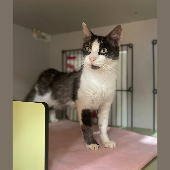 Photo of Binkie