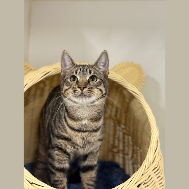 Photo of Cmdr. Chakotay