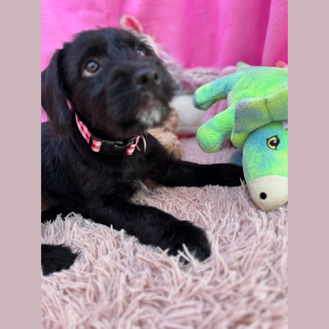 Photo of Cindy