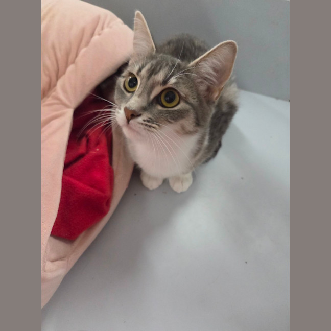 Photo of Diana   Loves Affection