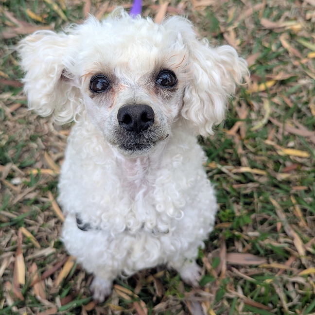 Photo of Bodhi
