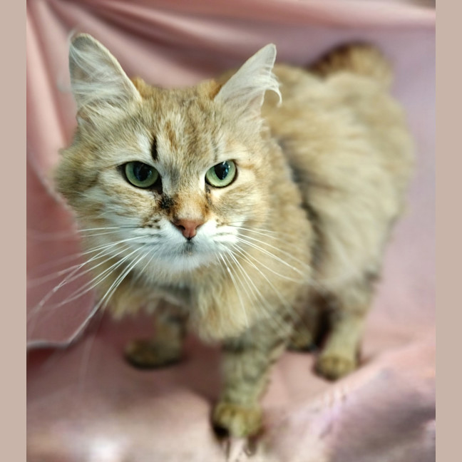 Photo of Tawny / Cat 18