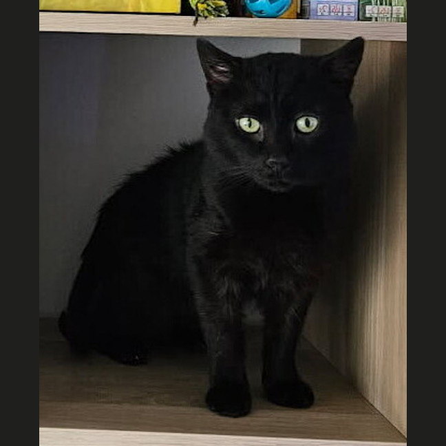 Photo of Salem