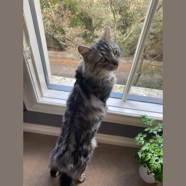 Photo of Samson 