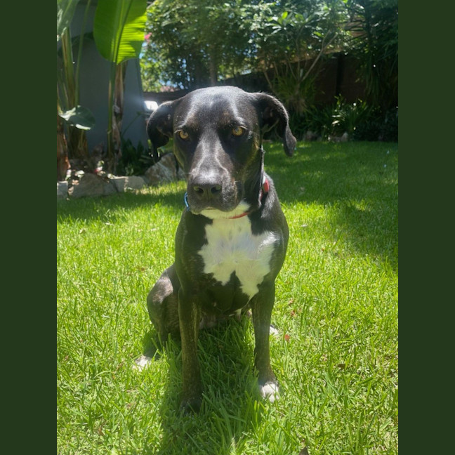 Photo of Sasha *$250 Adoption Fee*