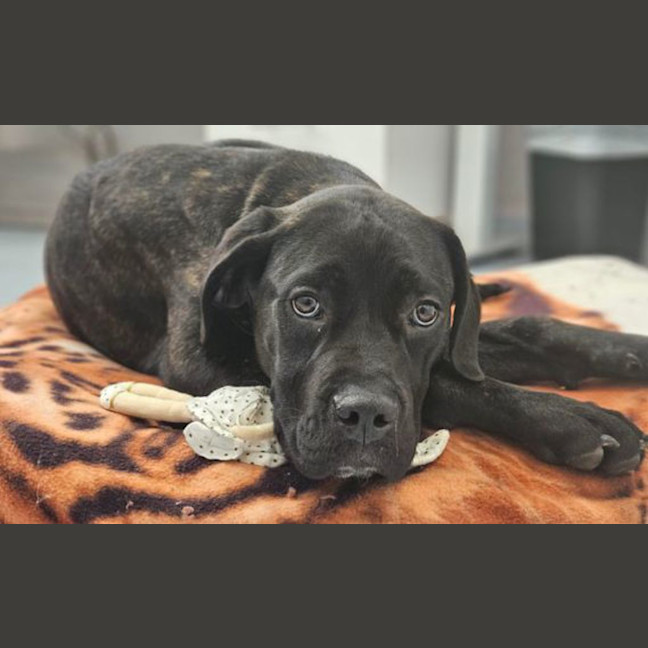 Photo of Xena