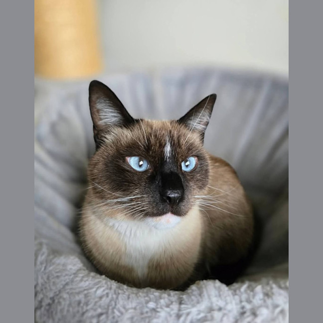 Photo of Mocha