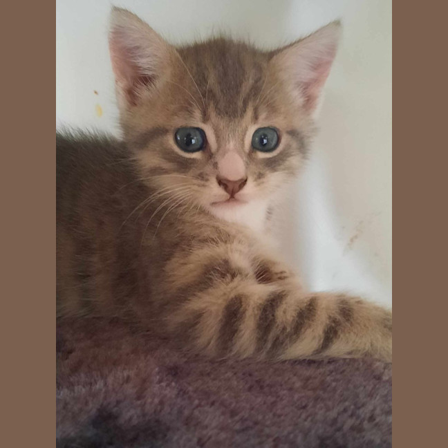 Photo of Rambo