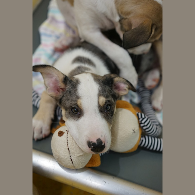 Photo of Whiskey