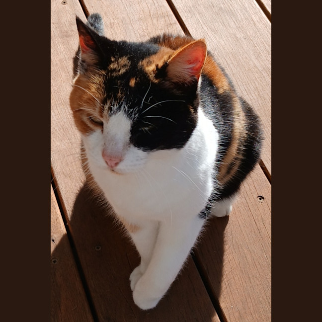 Photo of Blossom 