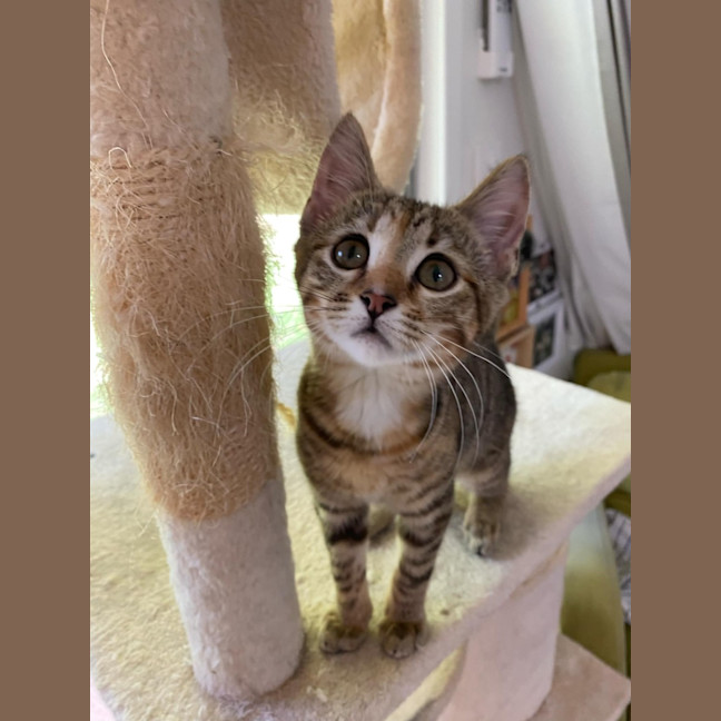 Photo of Maple