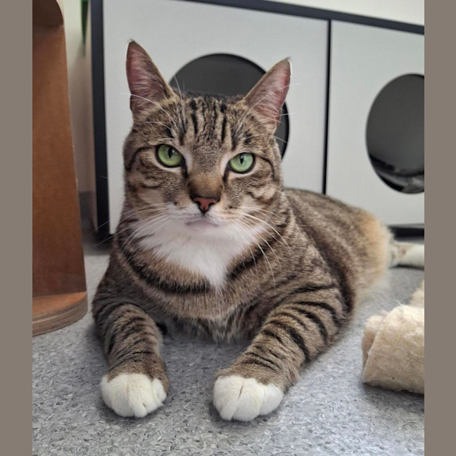 Photo of Ziggy