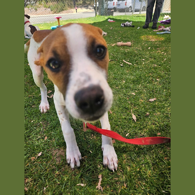 Photo of Lebron (Fizzler)