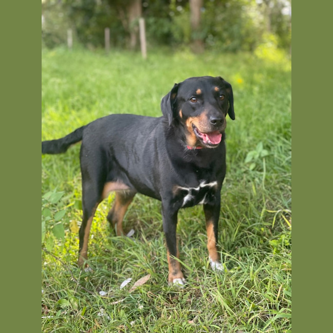 Photo of Trixie