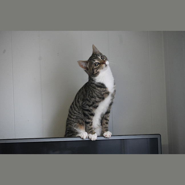 Photo of Indie