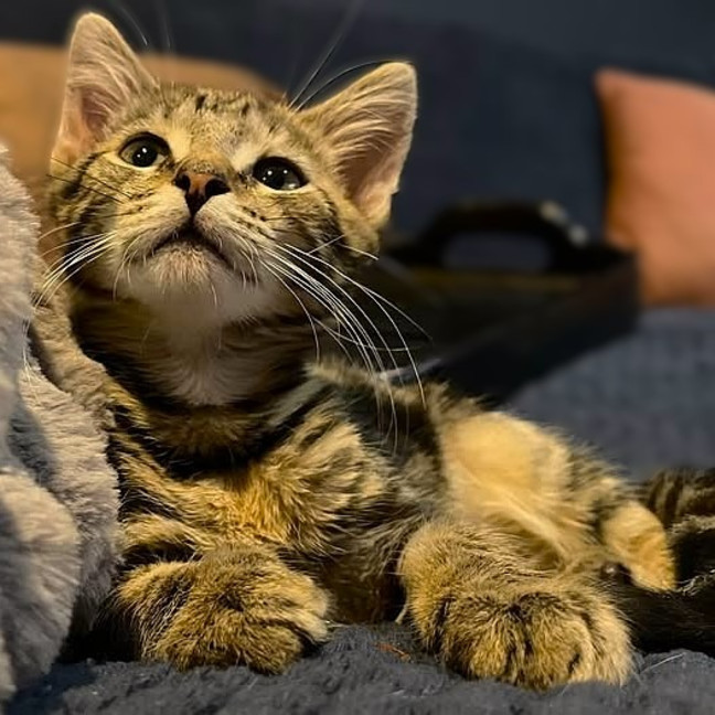 Photo of Queen Cleocatra