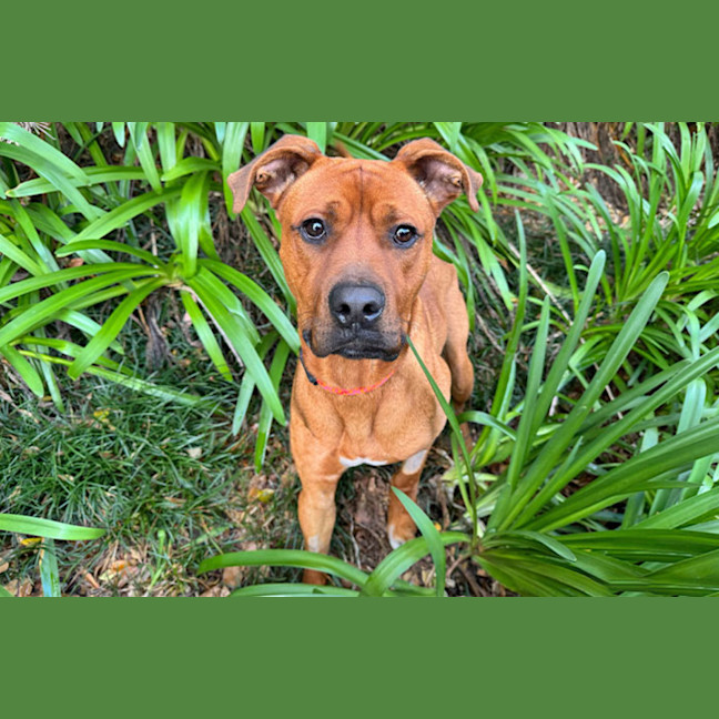 Photo of Simba
