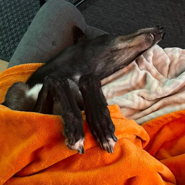Photo of Jasper The Greyhound