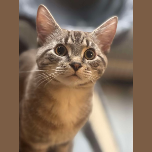 Photo of Chevy