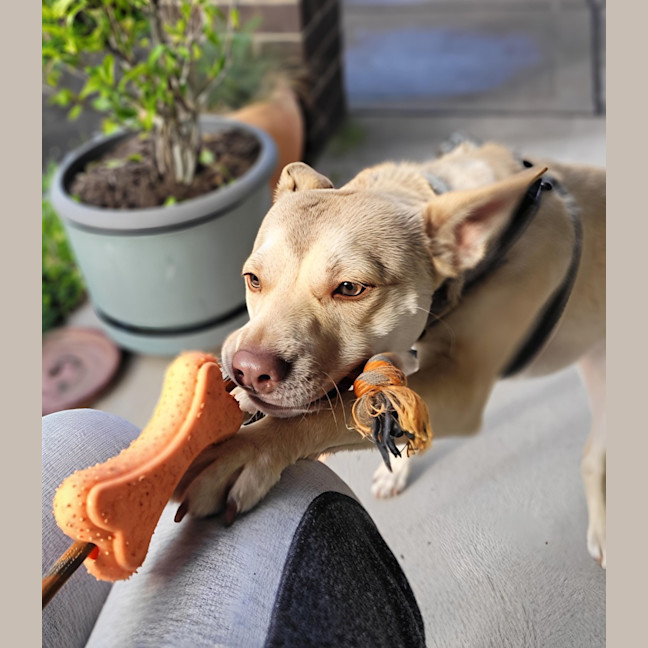 Photo of Mack   2 Year Old Chihuahua X Staffy