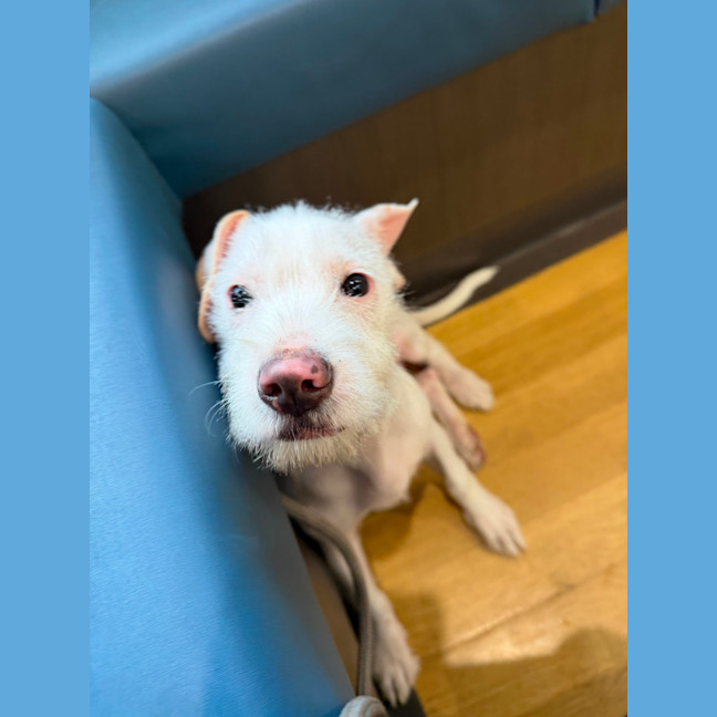 Photo of Pearl
