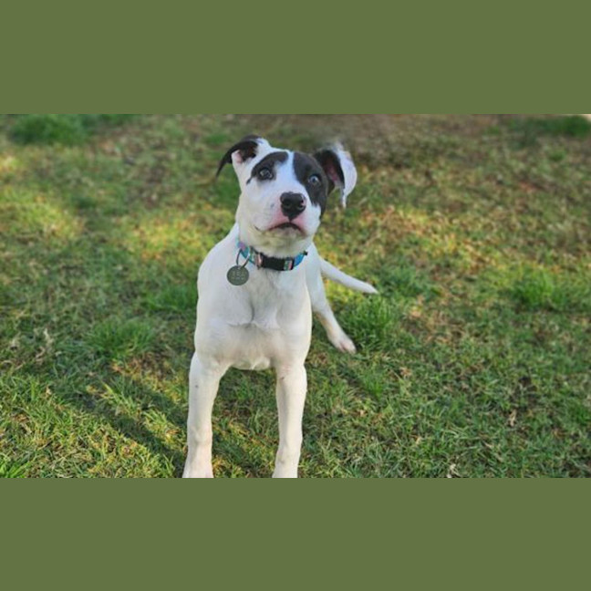 Photo of Louie