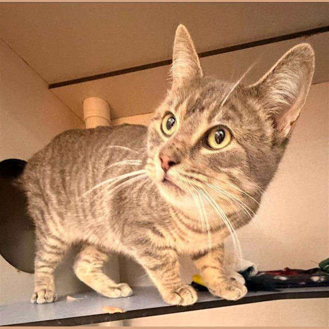 Photo of Hugo