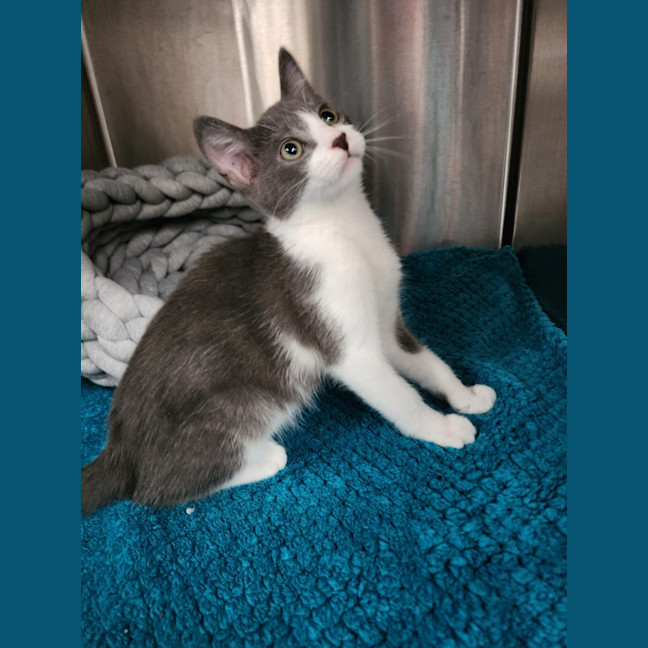 Photo of Zorro