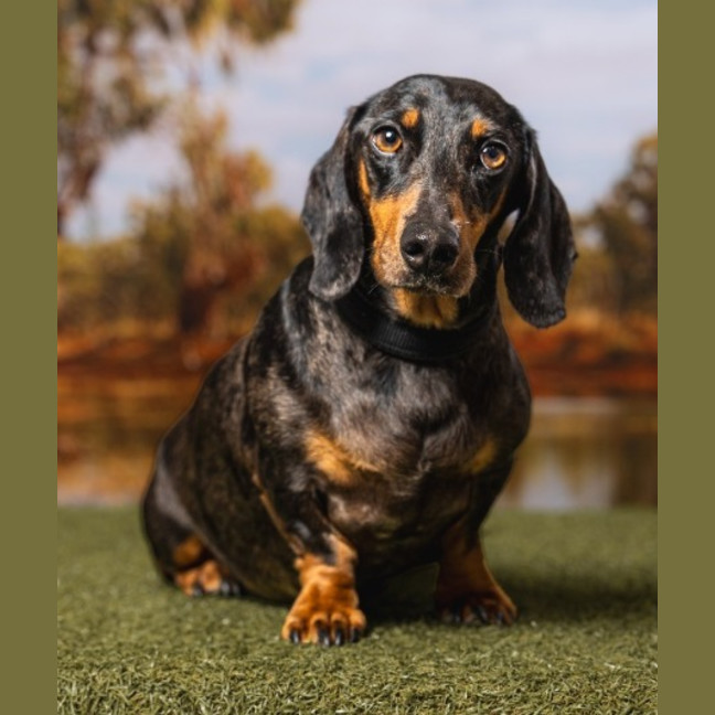 Photo of Dash (Mr Sausage)
