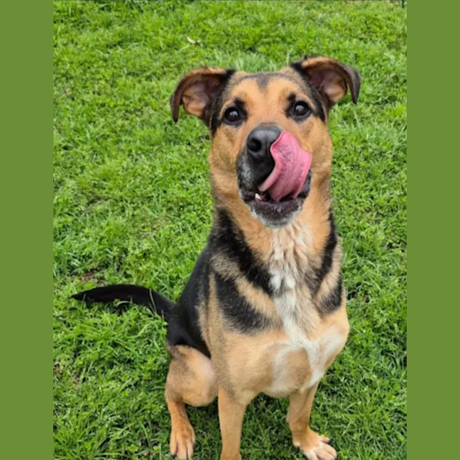 Photo of Doctor Dillamond