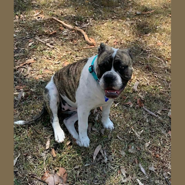 Photo of Lexi   6 Month Old Australian Bulldog