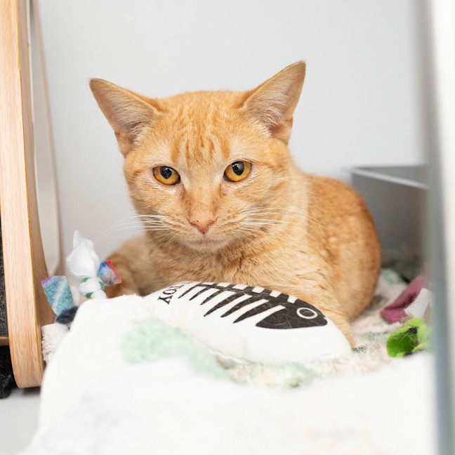 Photo of Cinnamon