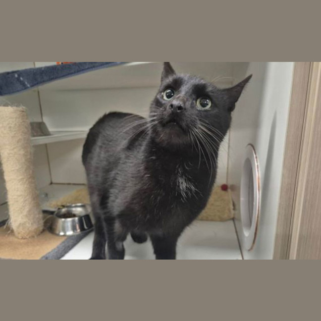 Photo of Liquorice