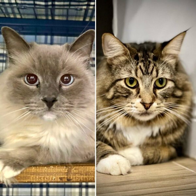 Photo of Billie And Ravioli