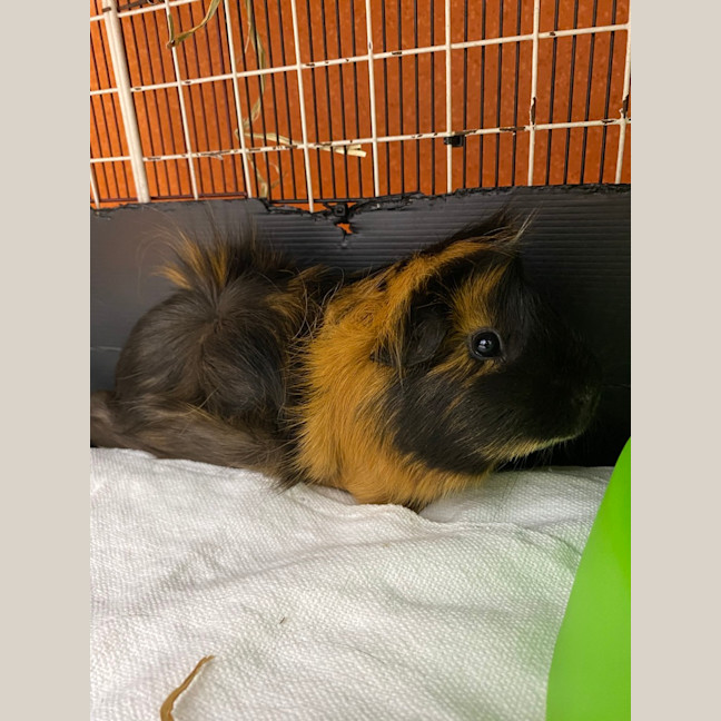 Photo of Kingsley