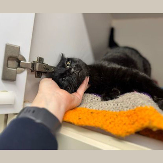 Photo of Toothless