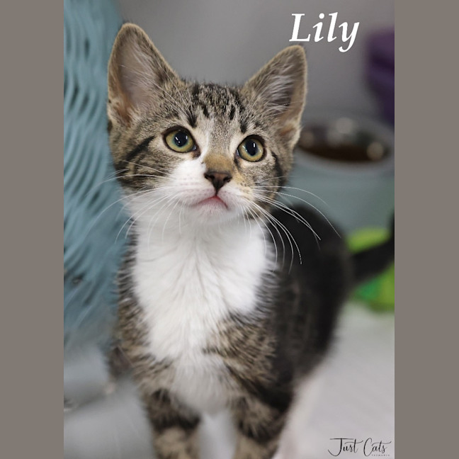 Photo of Lily
