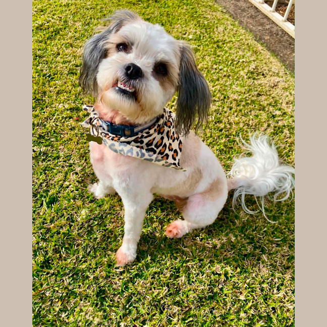 Photo of Toby 🐶🐾💙. Assisted Rehome 