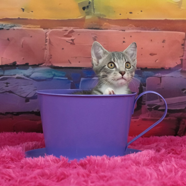Photo of Penny