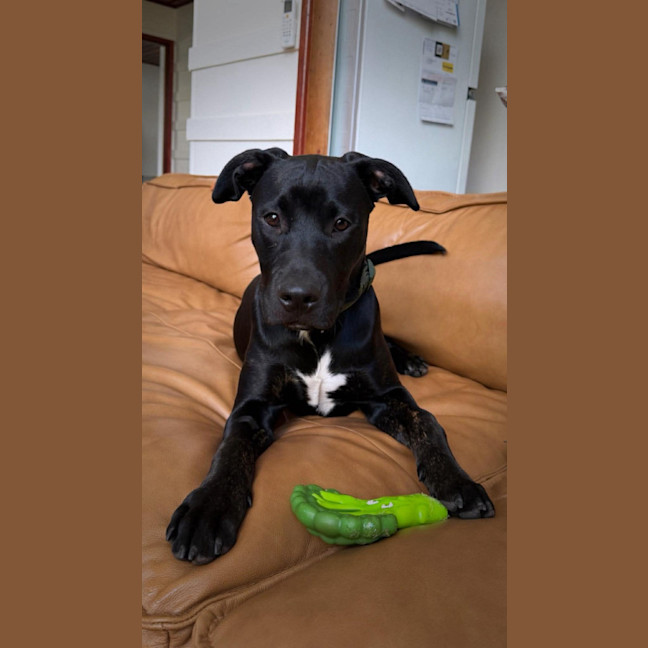 Photo of Stitch