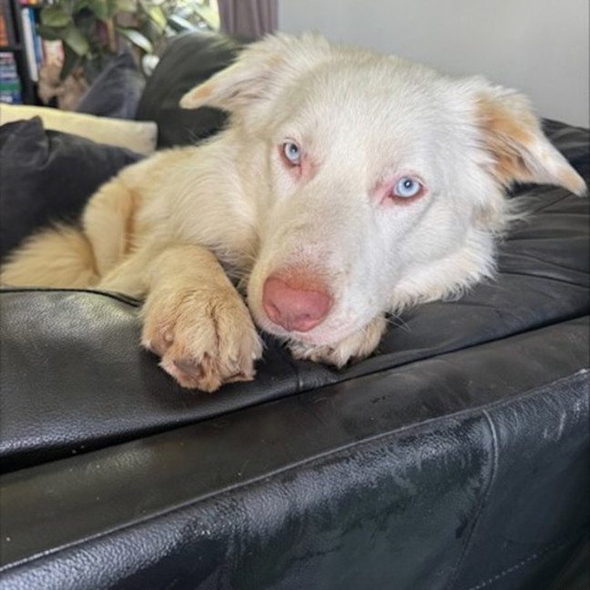 Photo of Aspen