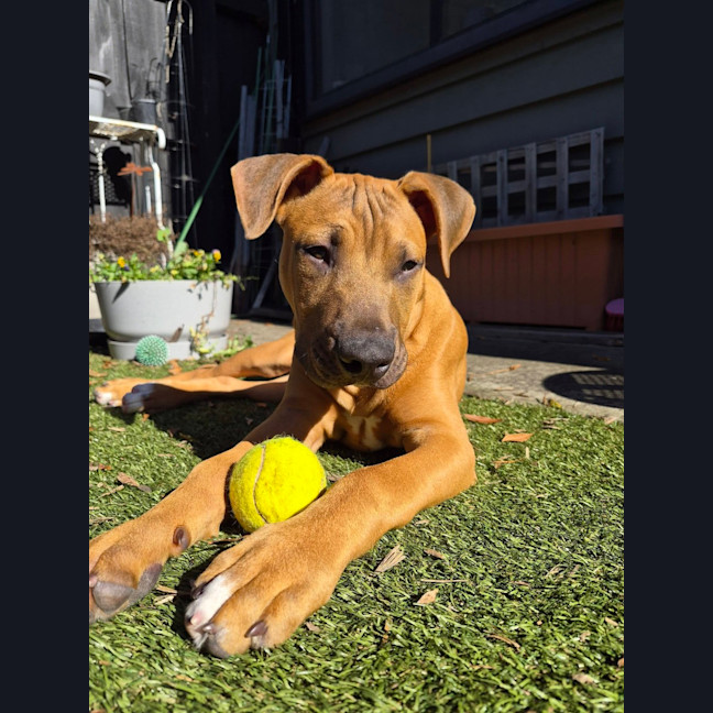 Photo of Jose' (Was Buster)
