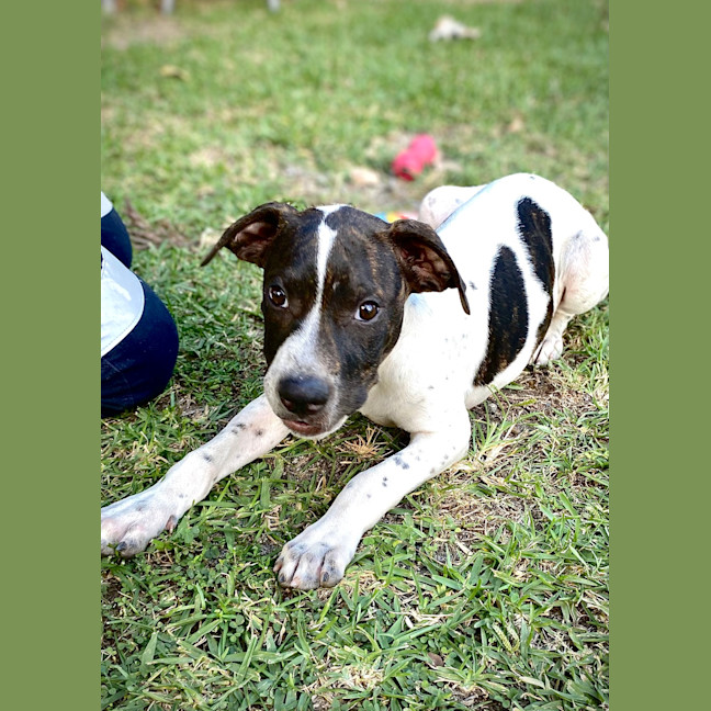 Photo of Loki